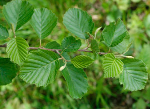 ALNUS INCANA GRÅOR