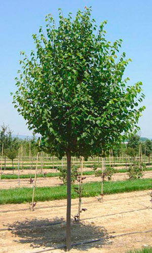 TILIA CORDATAGREENSPIRE SMÅBLADLIND
