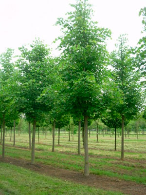 TILIA CORDATA POLEN SMÅBLADLIND