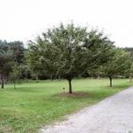 Malus ‘Dolgo’ E Prydeple